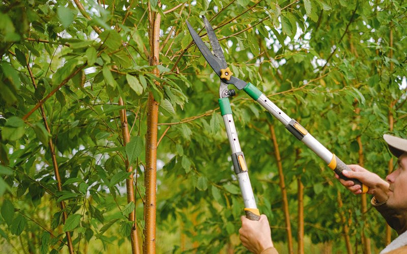Tree trimming in Kimballton, IA